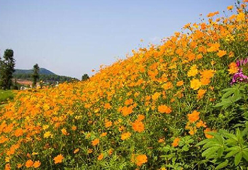 羊昌花画小镇第 12 张图片