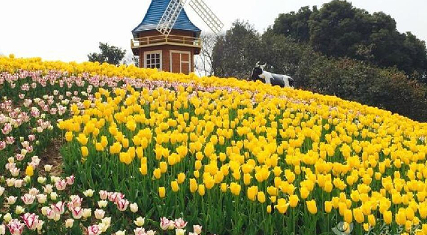 上海大宁郁金香公园
