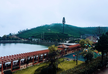 羊岩山茶文化园景区第 6 张图片