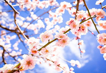 花田广兴宝塔浪漫樱花园第 2 张图片