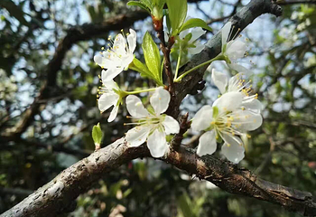 樱花岛生态乐园第 1 张图片