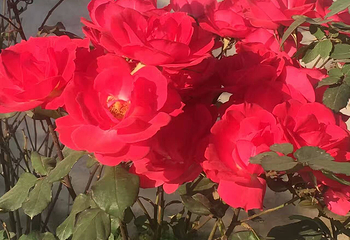 樱花岛生态乐园第 2 张图片