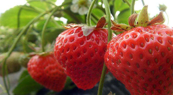 旅顺老铁山乐农草莓采摘园