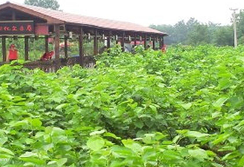 潼南采桑节第 3 张图片