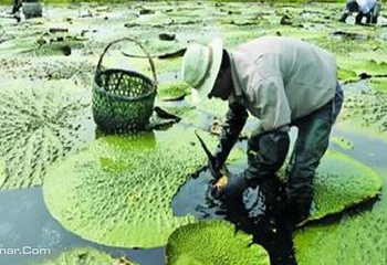 水八仙生态园第 3 张图片