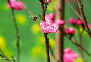 慢时光鲜花小镇第 4 张图片