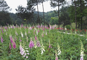 茶乡花海第 4 张图片