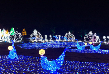 海岸樱源第 16 张图片