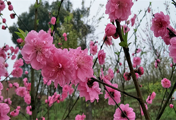 美樱花海第 8 张图片