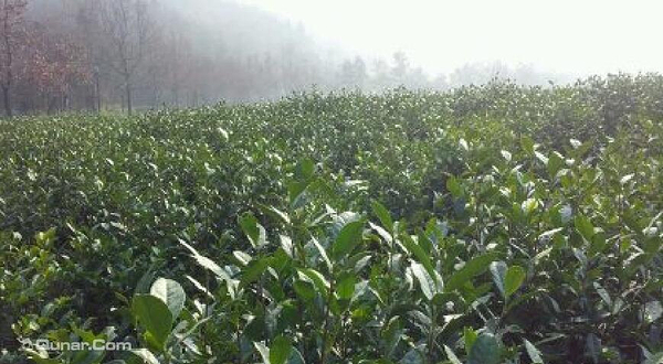 壹藏蒙顶采茶行