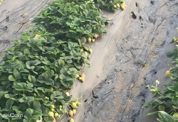 天善农业观光园第 4 张图片