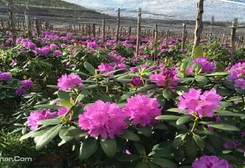 名花谷第 7 张图片