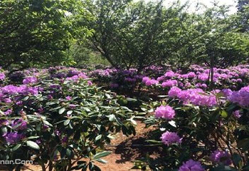 名花谷第 4 张图片
