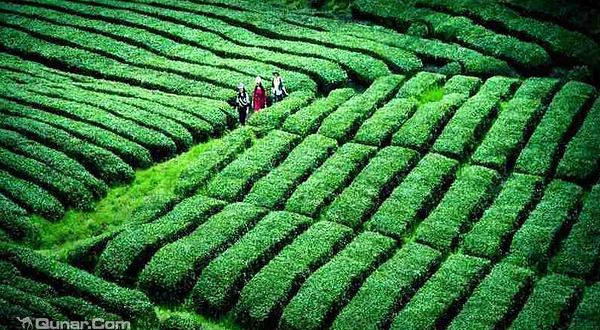 霍山县岘春园茶园