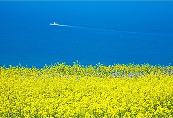 海阳连理岛第 4 张图片