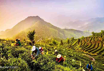 霍山县岘春园茶园第 4 张图片