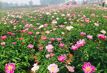 洛阳东花牡丹园第 4 张图片