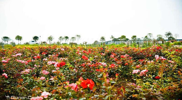 南京鑫森农业科技园