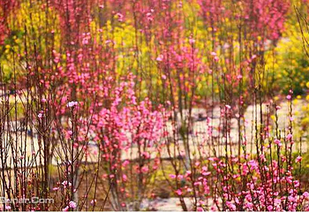 慢时光鲜花小镇第 3 张图片