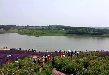 烟集花海薰衣草庄园第 7 张图片