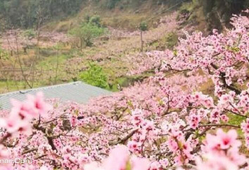 西山坪农业公园第 4 张图片