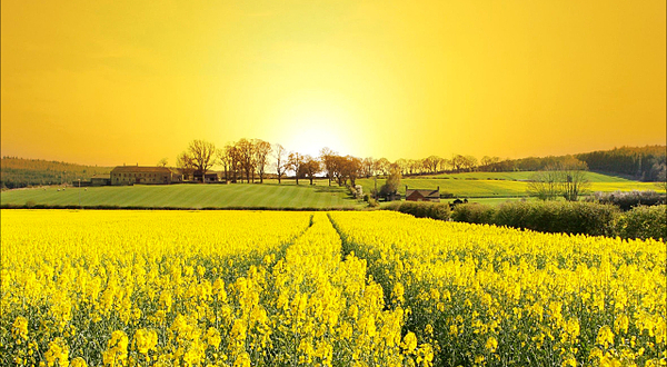 大连裴屯村花海景区