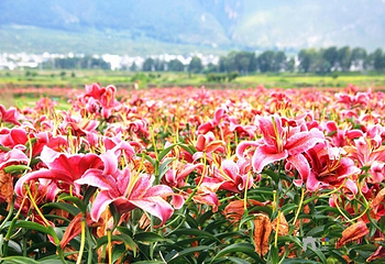 花语牧场第 5 张图片