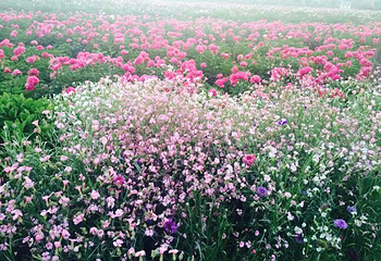 洛阳东花牡丹园第 3 张图片
