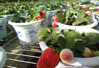 北京牡丹文化产业园第 5 张图片