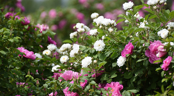 河北圣地玫瑰谷