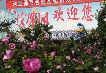 圣火玫瑰园第 4 张图片