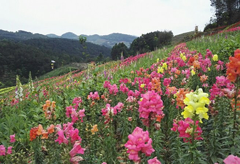 茶乡花海第 7 张图片