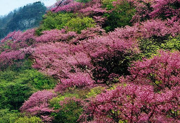 太平国家森林公园第 2 张图片