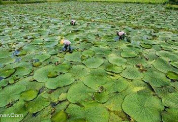 水八仙生态园第 2 张图片