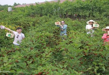 潼南采桑节第 2 张图片