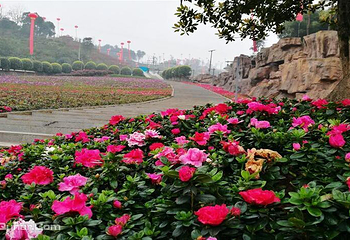 南湖多彩植物园第 42 张图片