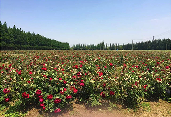 长兴岛郊野公园第 36 张图片