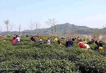 霍山县岘春园茶园第 2 张图片