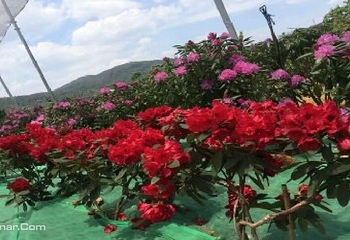 名花谷第 2 张图片