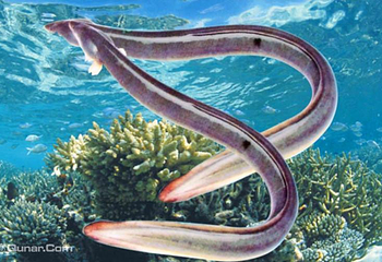 海上世界梦幻水母馆第 4 张图片