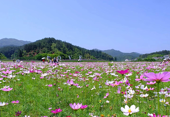 大围山香薰花海第 5 张图片