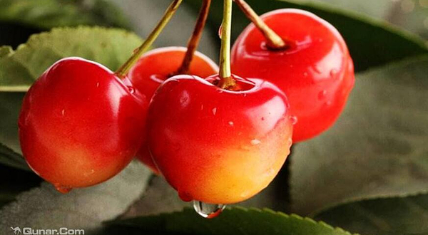 胶南秀水田园大樱珠采摘