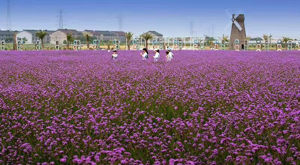 常州薰衣草庄园