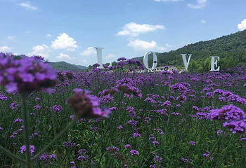 大围山香薰花海第 3 张图片