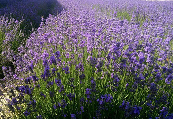 伊帕尔汗薰衣草观光园第 12 张图片