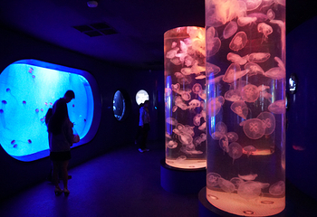 青岛水族馆第 14 张图片