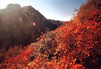 轿顶山红叶风景区第 1 张图片