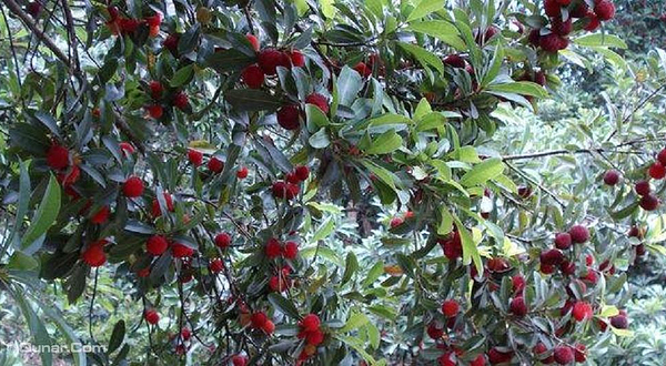 荣县度佳杨梅采摘节