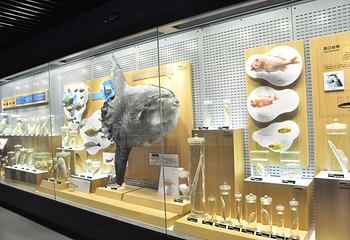 青岛水族馆-海洋生物馆第 1 张图片