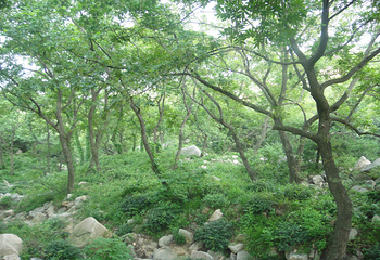 日照河山风景区第 16 张图片